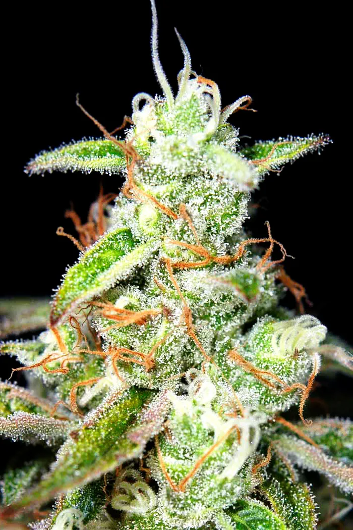 AK-47