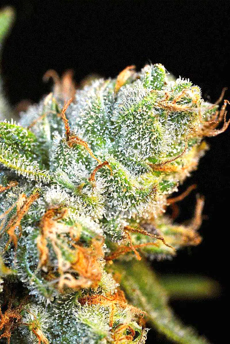 AK-47 2