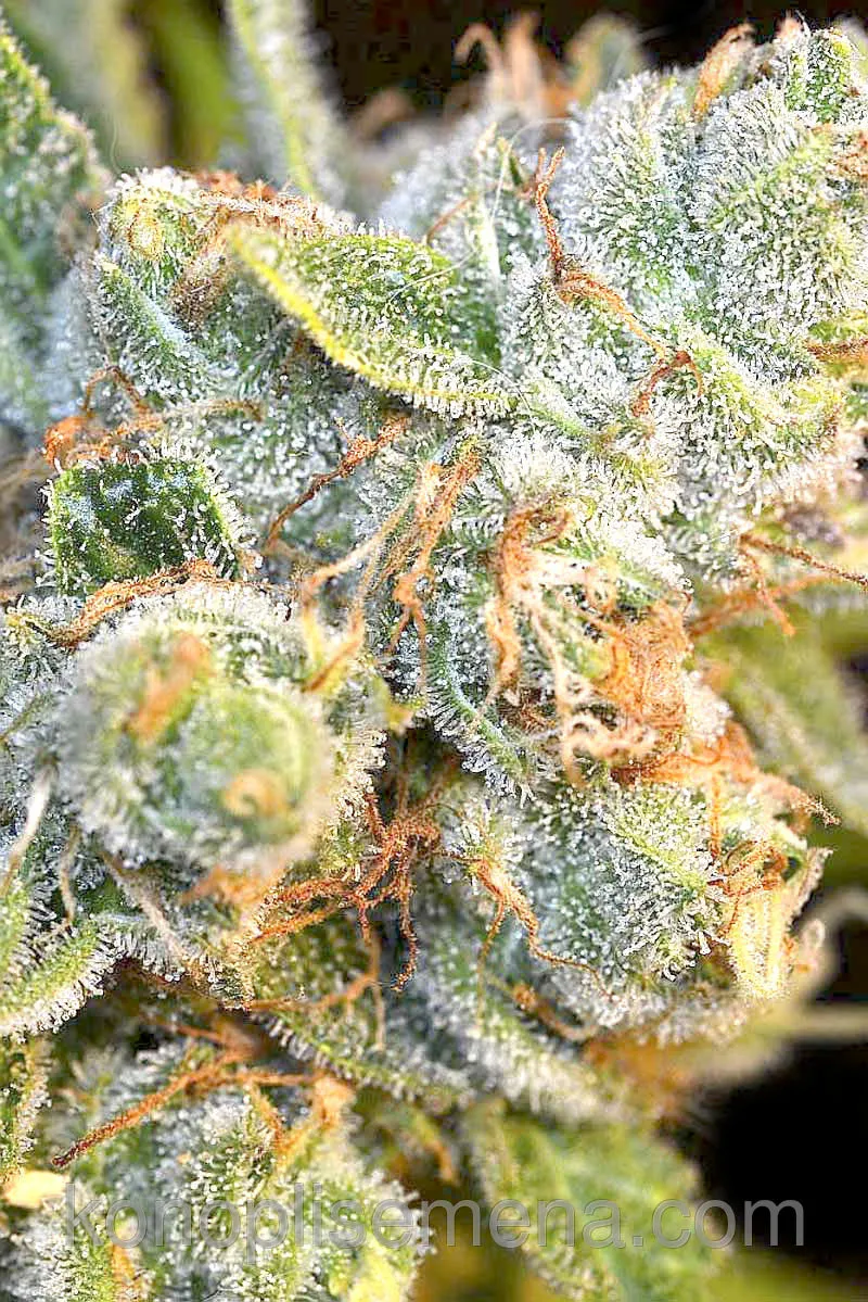 AK-47 3