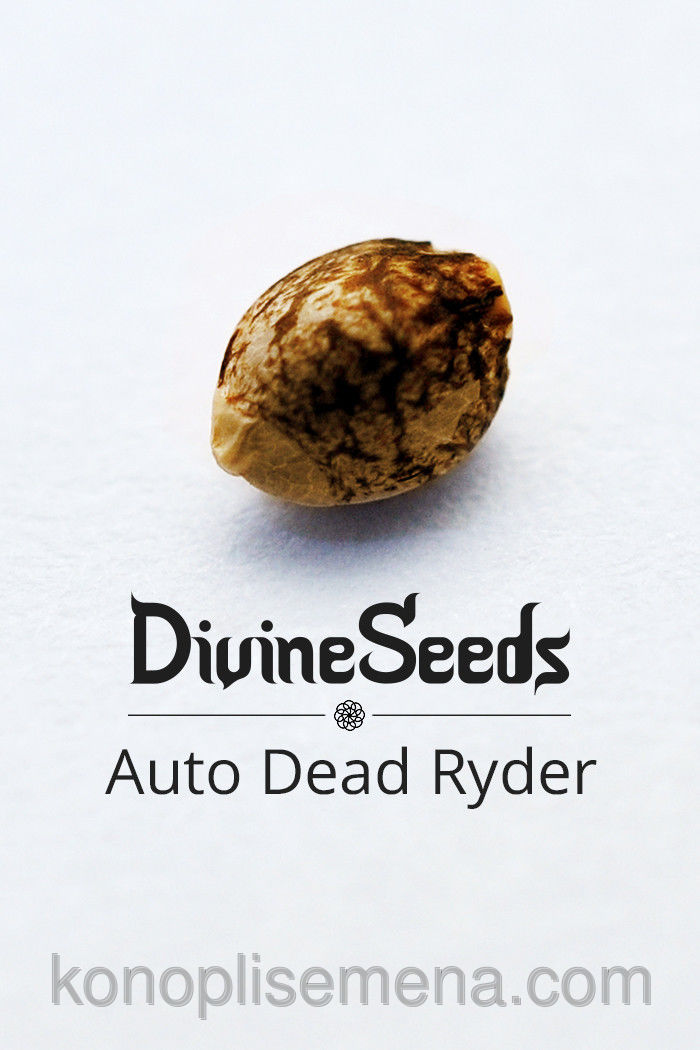 Auto Deadryder