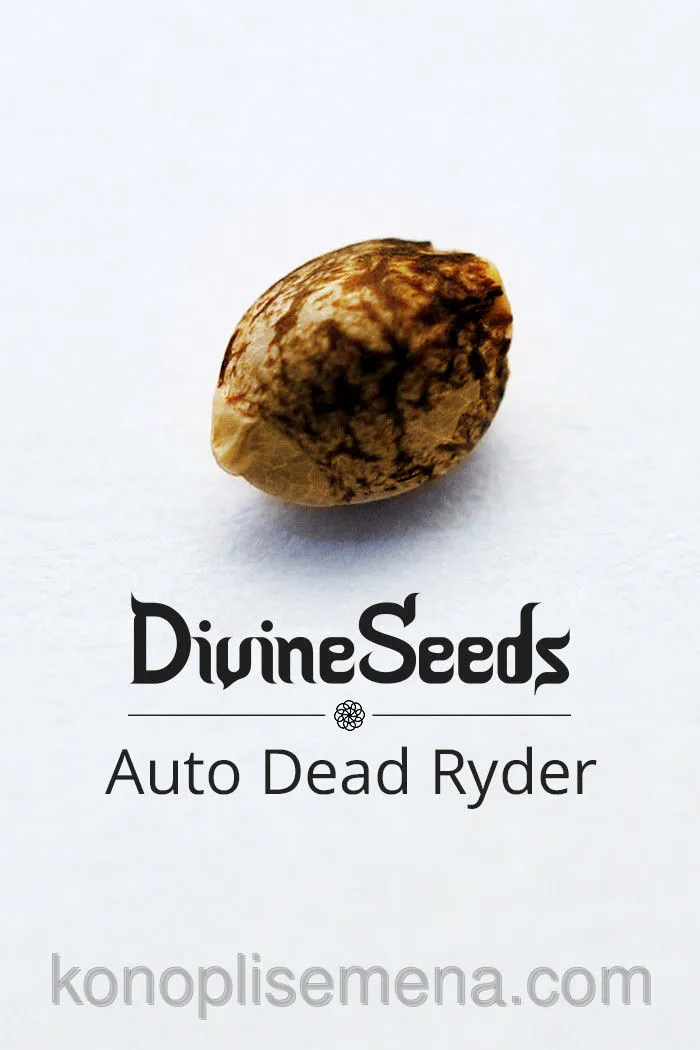 Auto Deadryder 6