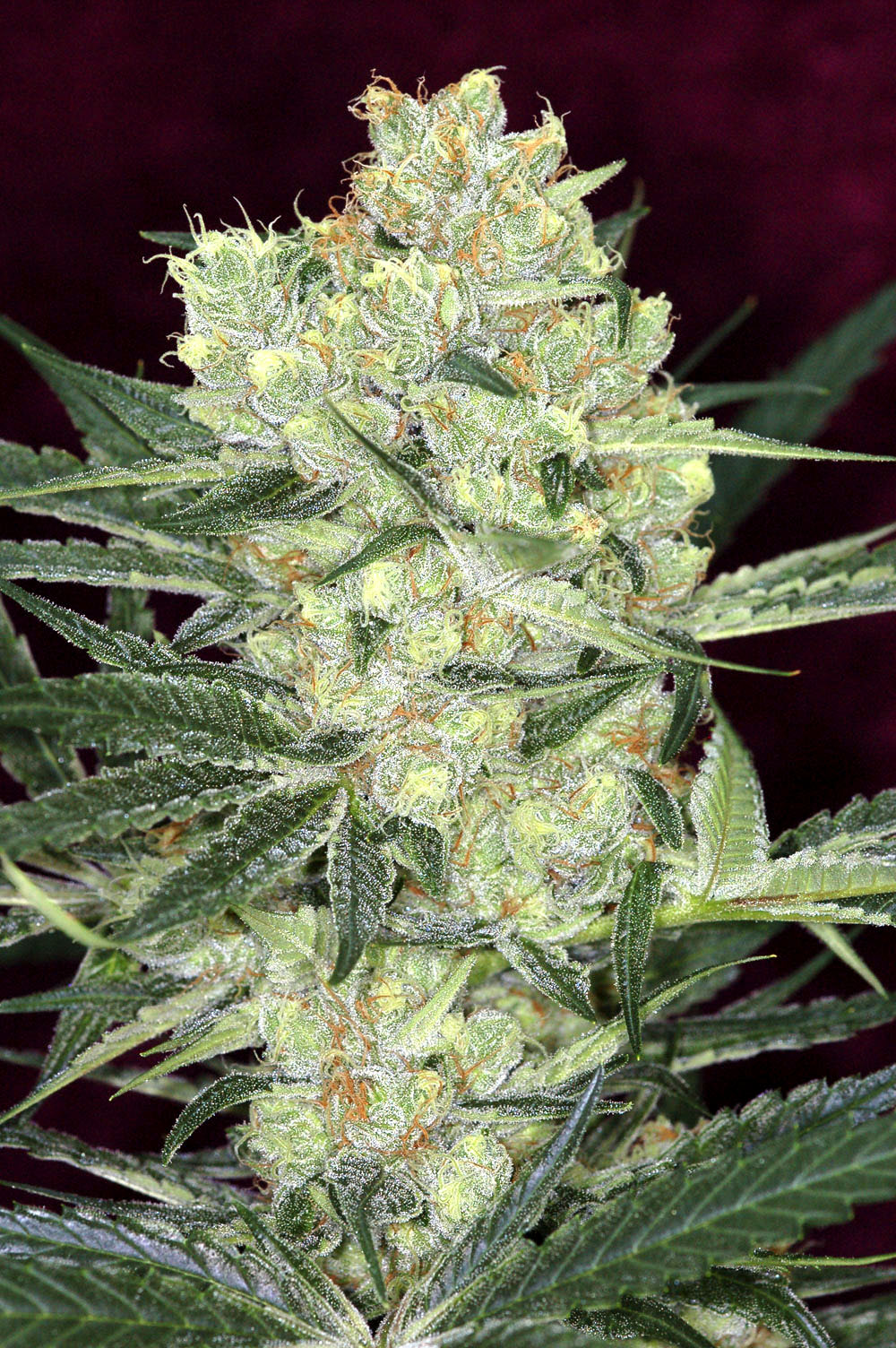 Auto Hindu Kush