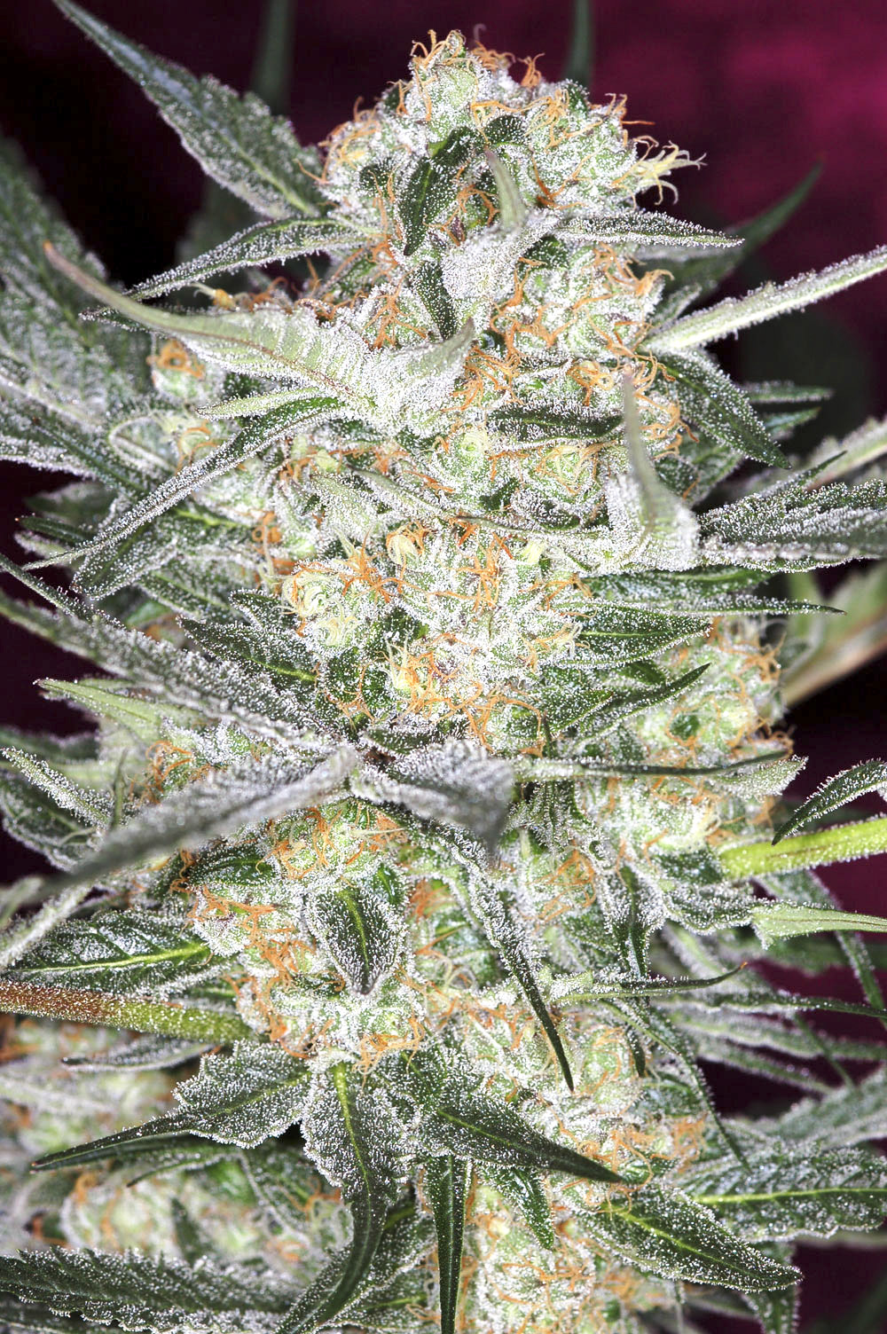 Auto Hindu Kush