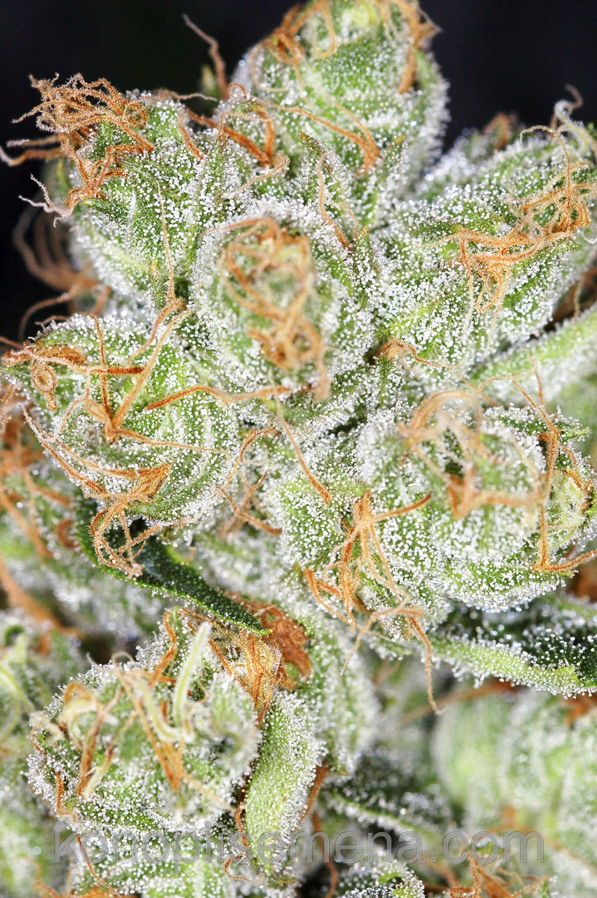 Auto Hindu Kush