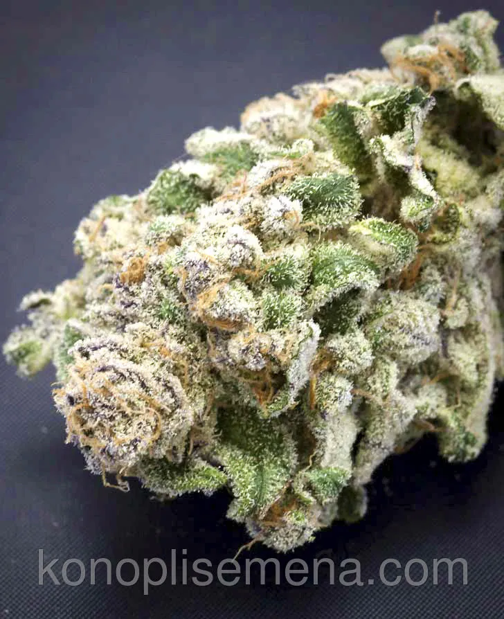 Auto Hindu Kush 4