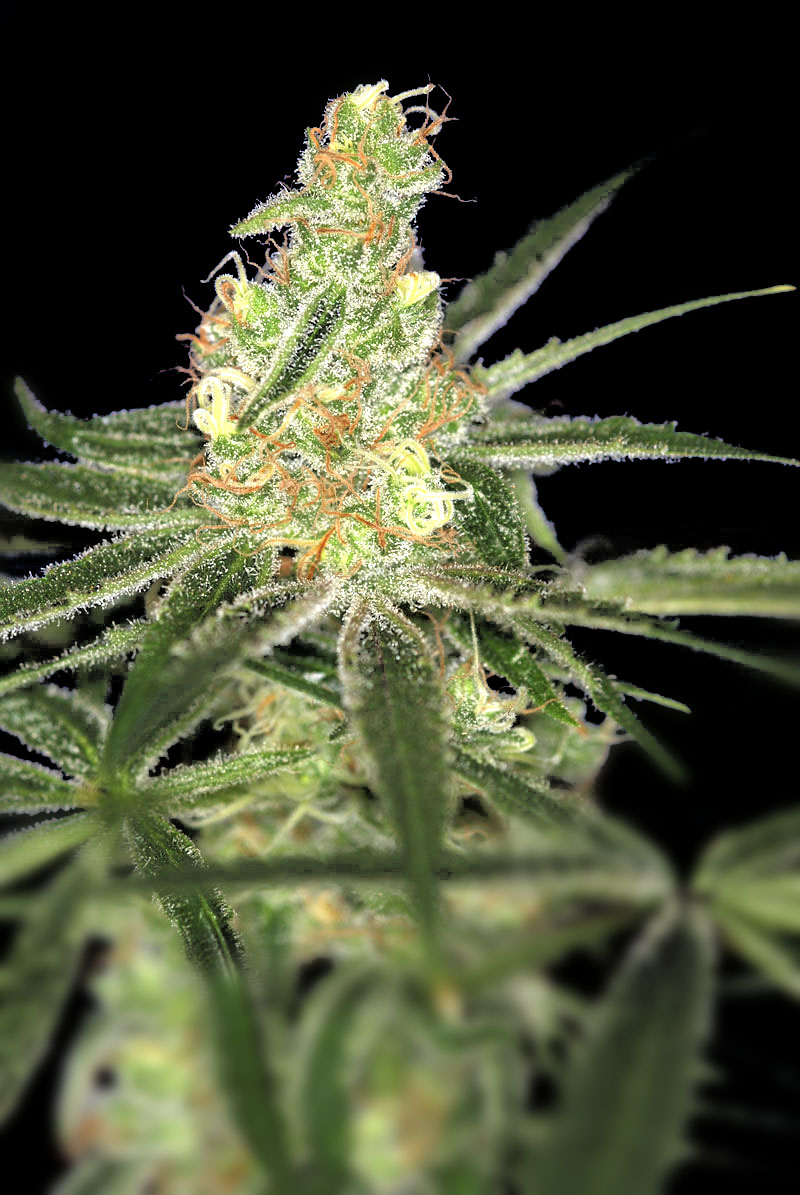 Auto Afghan Bullet