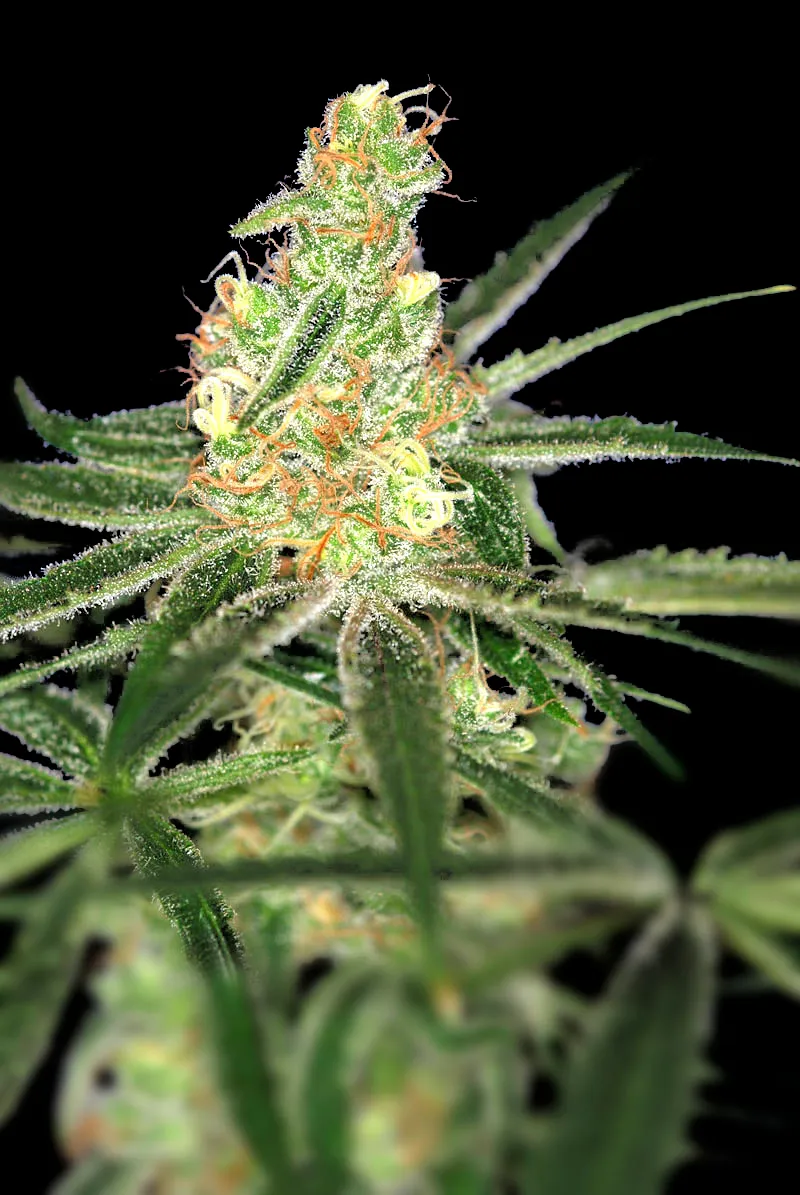 Auto Afghan Bullet