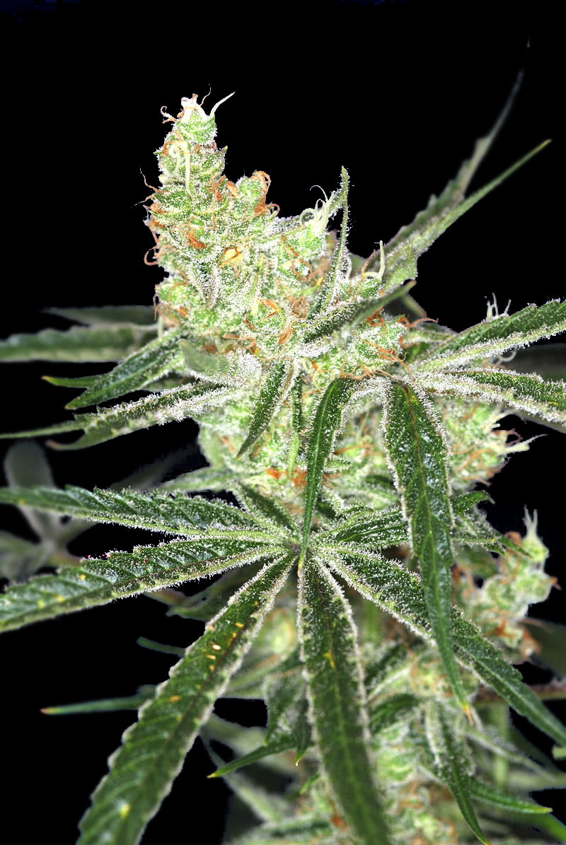 Auto Afghan Bullet