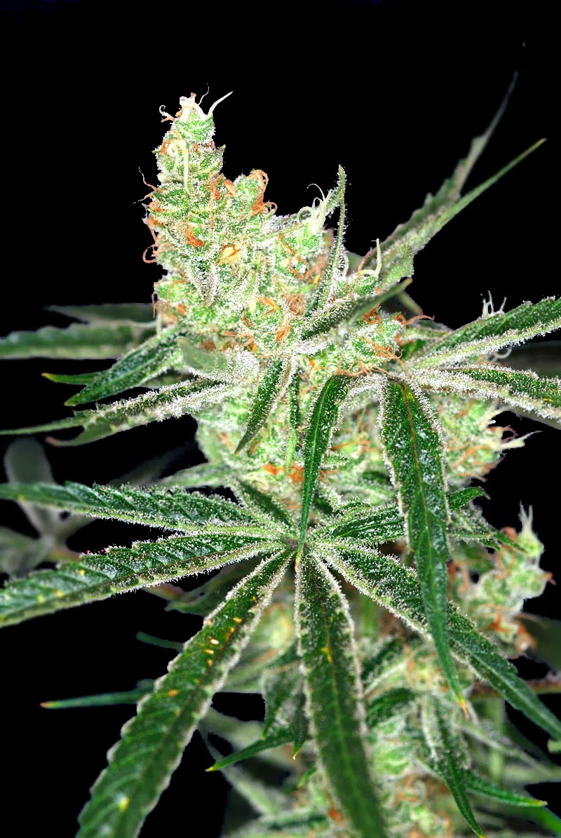 Auto Afghan Bullet 2