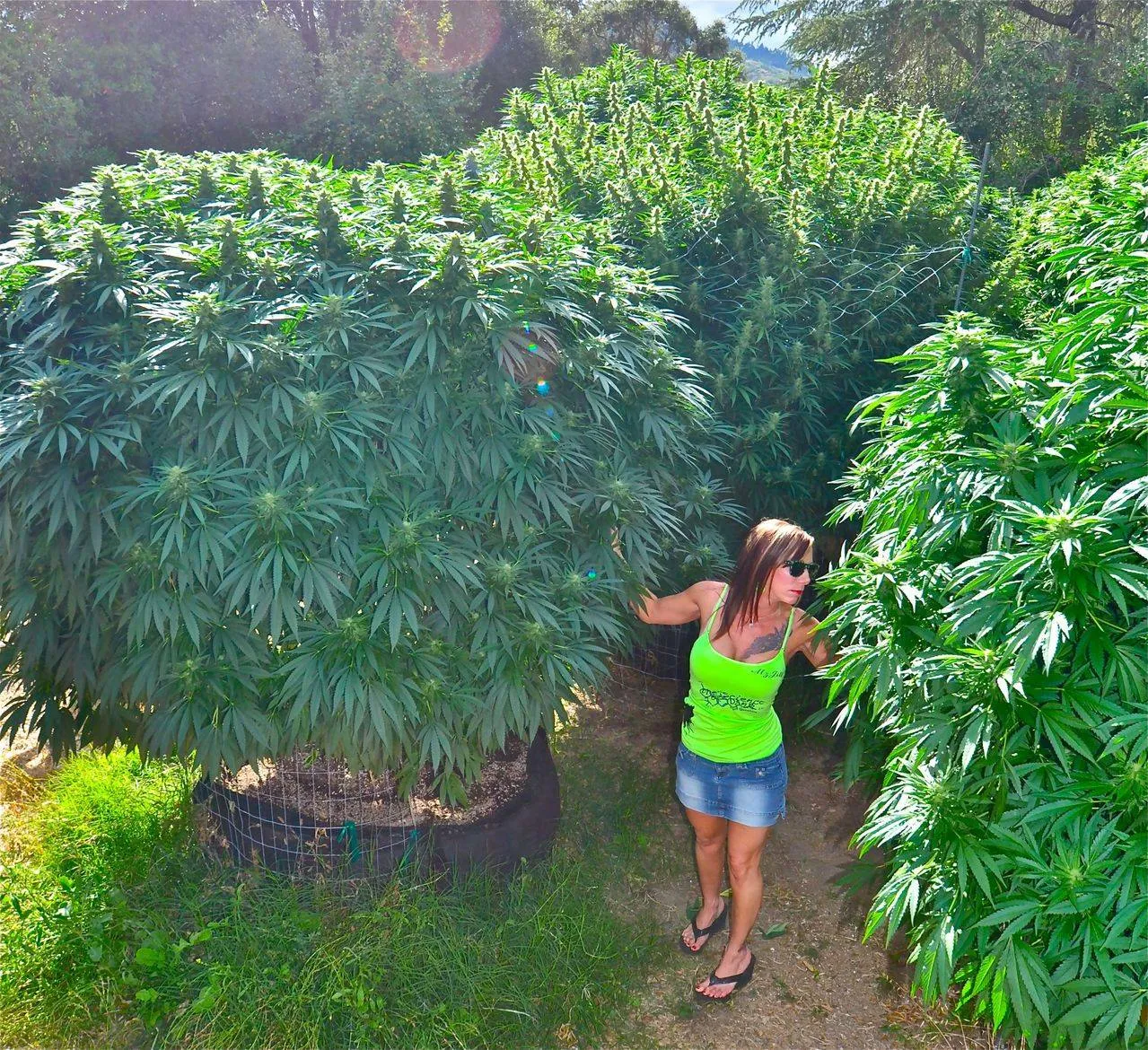Jamaica Sativa
