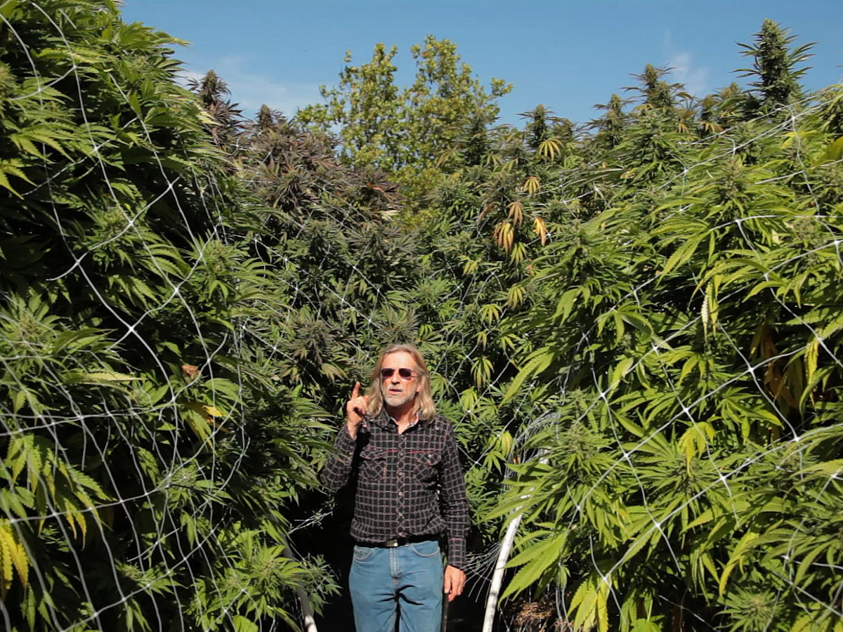 Jamaica Sativa