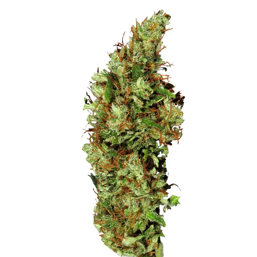 Jamaica Sativa 4