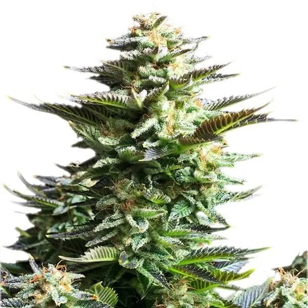 Amnesia Haze 2