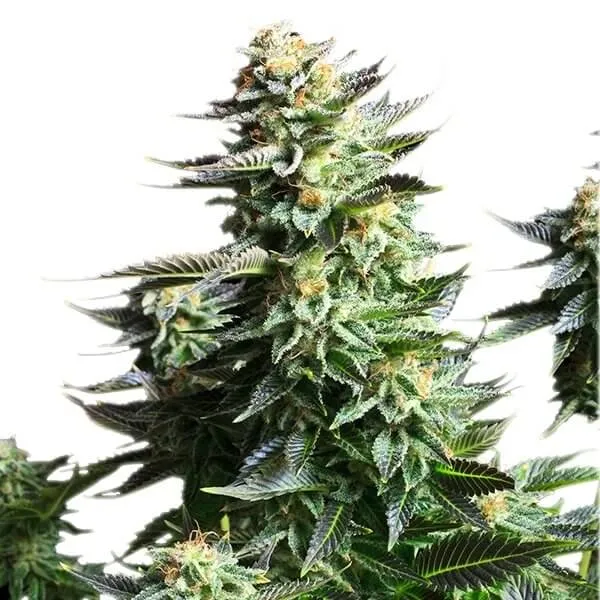 Amnesia Haze 3