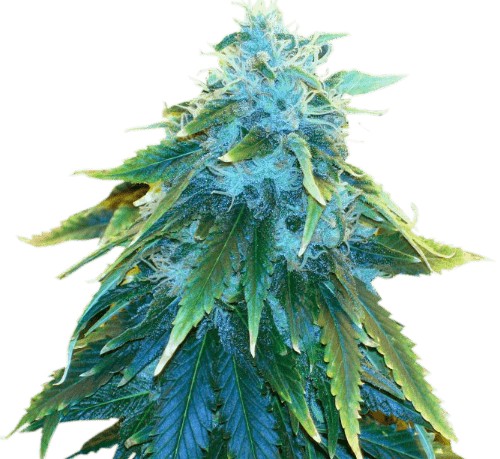 AK-48