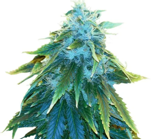 AK-48