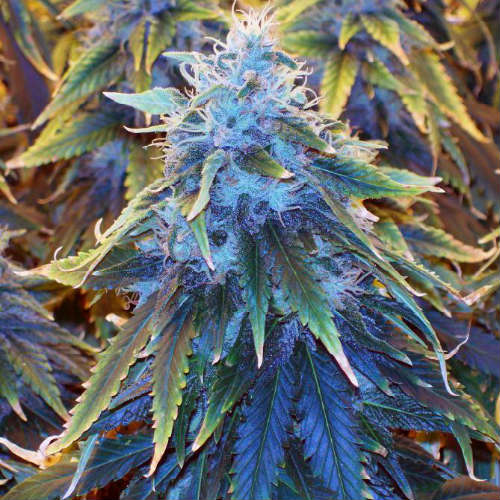AK-48