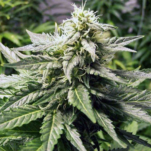 AK-48