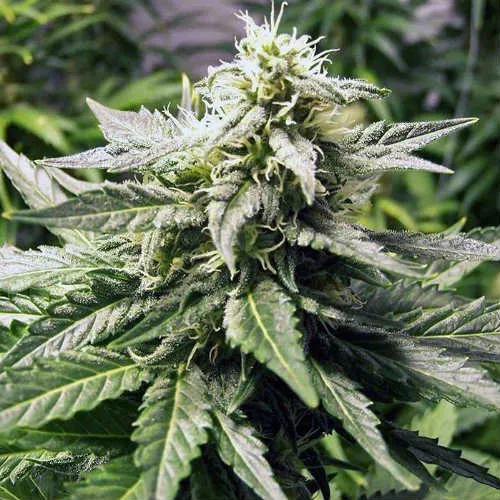 AK-48 3