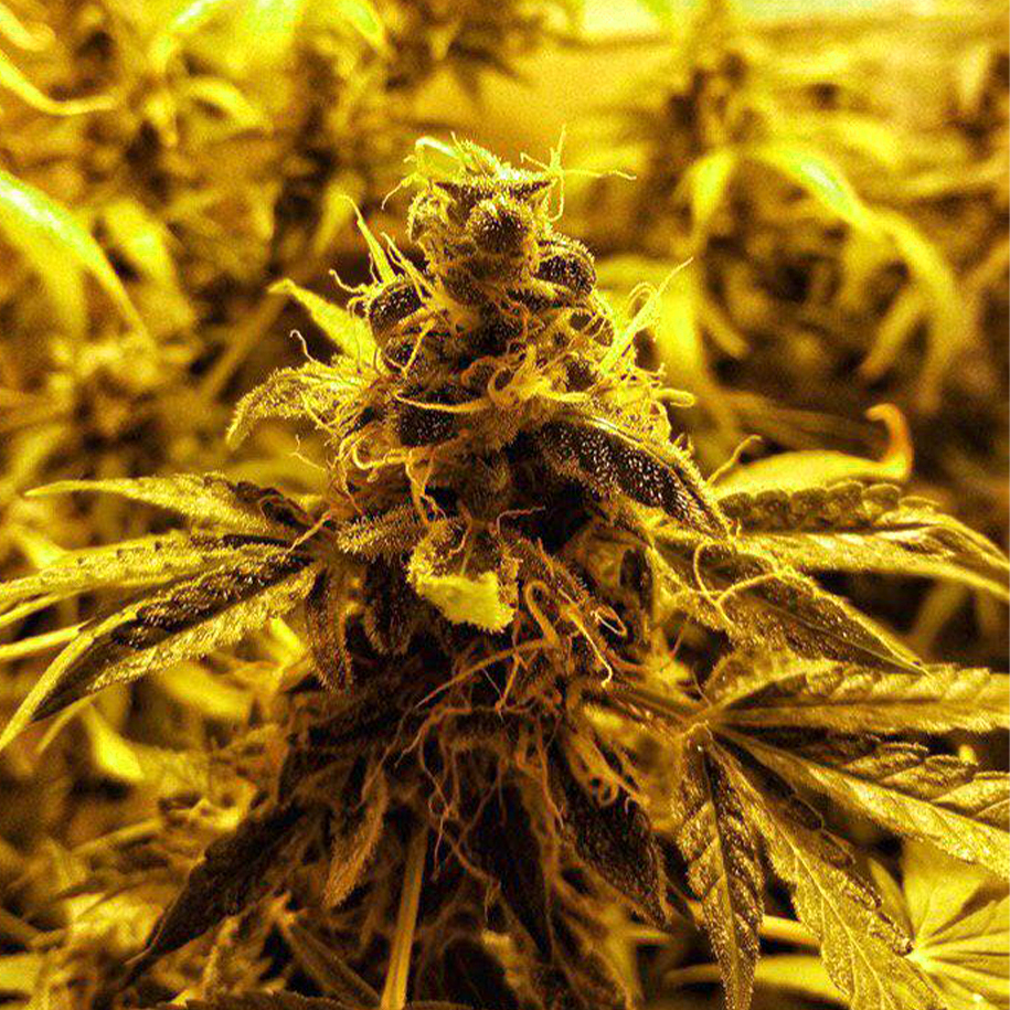Auto Moon Rock