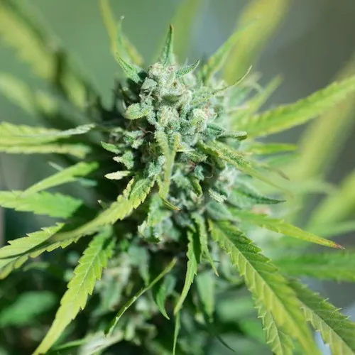 Auto CBD Angel