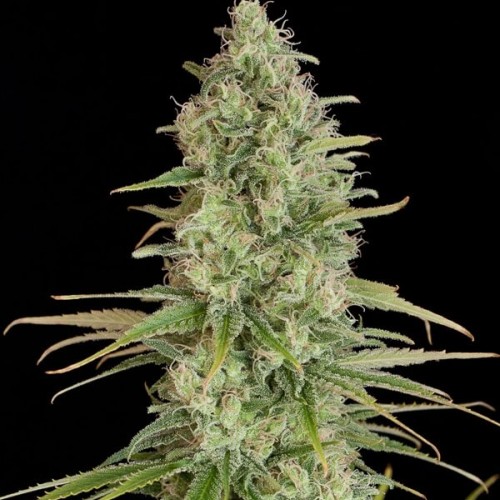 Auto LSD