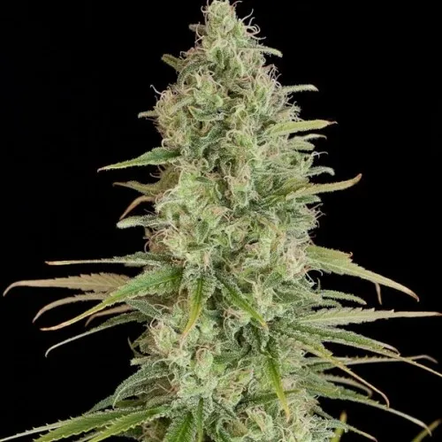 Auto LSD