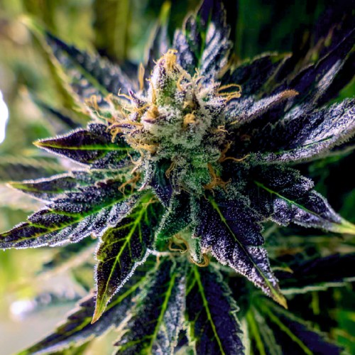 Auto Black Opium 