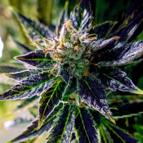 Auto Black Opium 