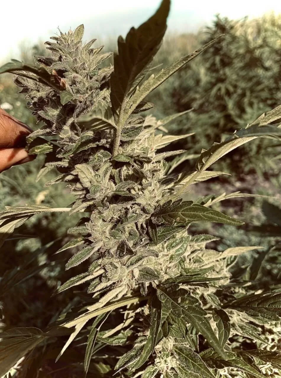 Auto Black Opium  3
